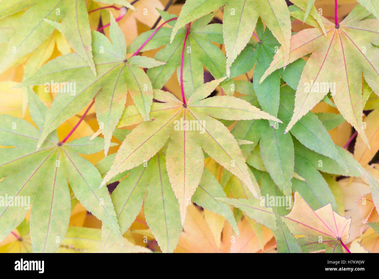Green leaves of a 'Japanese maple' [Acer palmatum] from above, autumn, UK Stock Photo