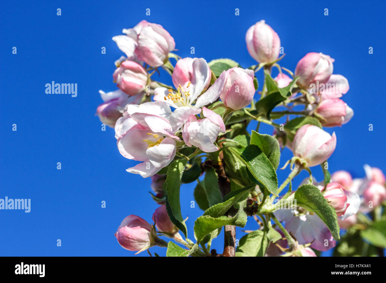 color of an apple-tree in a garden in the spring Stock Photo - Alamy