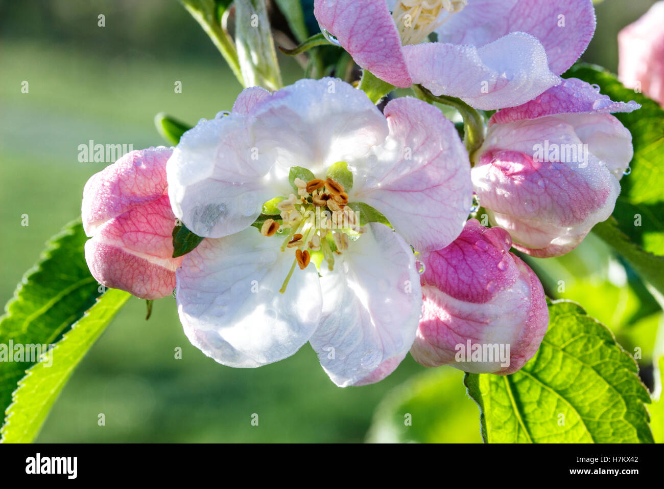 color of an apple-tree in a garden in the spring Stock Photo - Alamy
