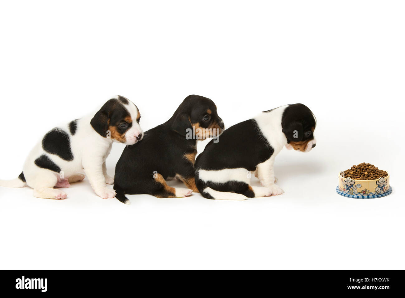 Jack Russell mixed with Cavalier King Charles puppies Property