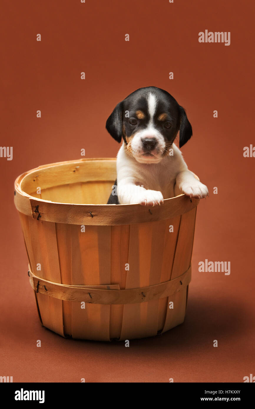 King charles jack russell mix sales