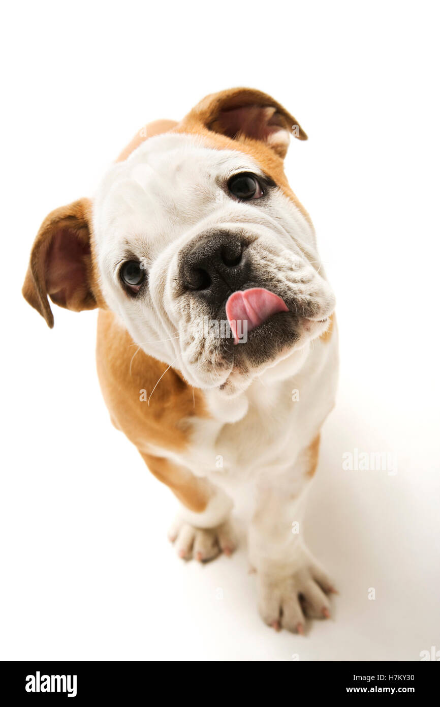 English bulldog puppy present hi-res stock photography and images - Alamy