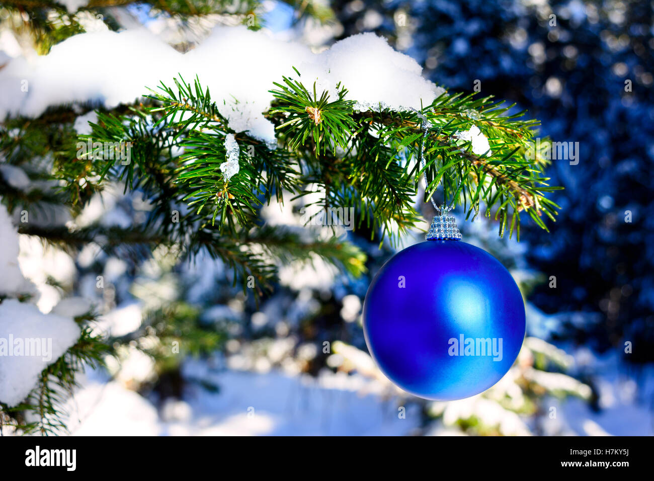 Blue Christmas ornament hanging on forest tree branch. Christmas tree and Christmas decoration. Christmas greeting background. Stock Photo