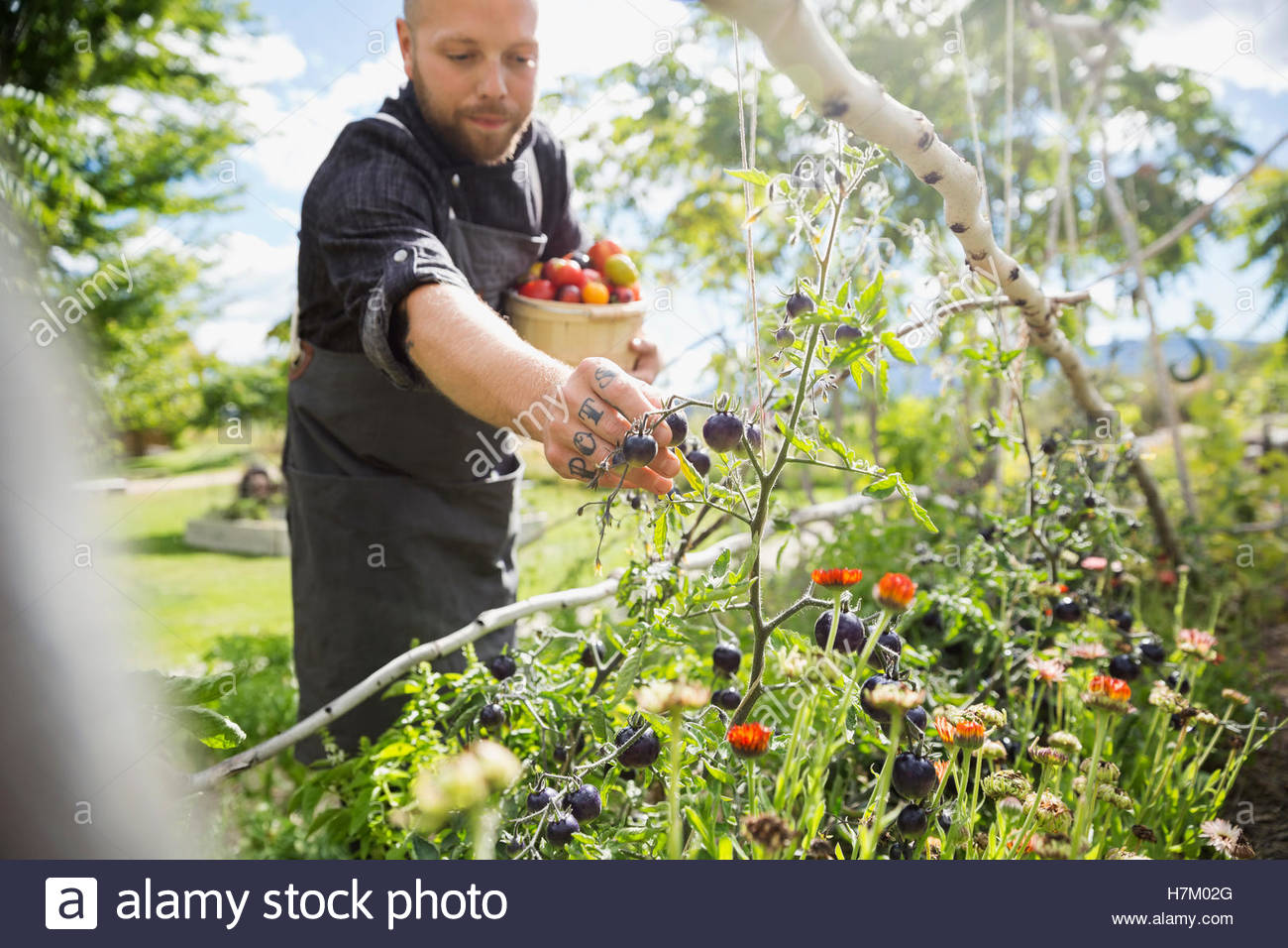Farm-to-table chef harvesting ripe tomatoes in sunny vegetable garden Stock Photo