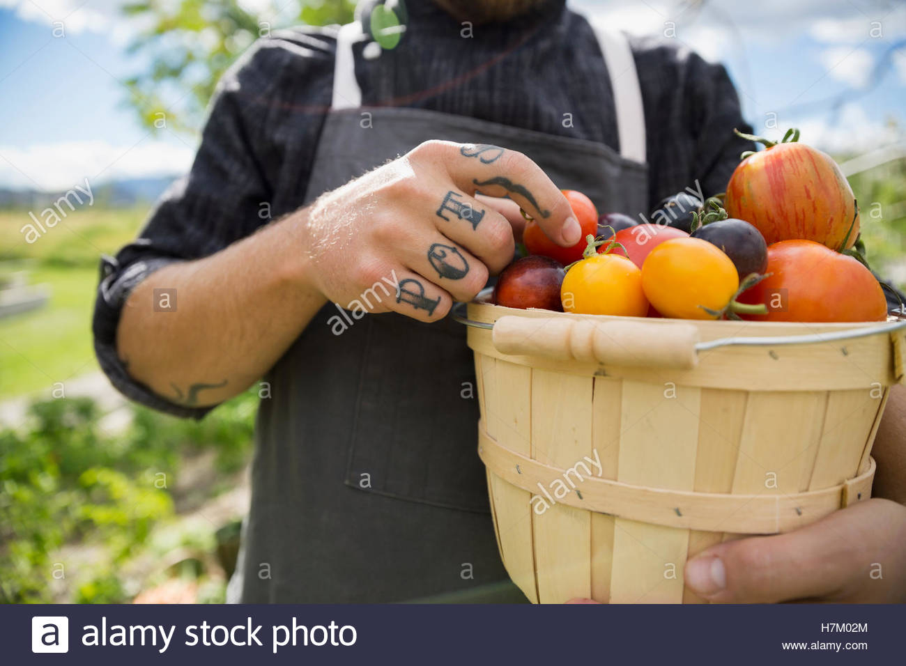 Tattooed farm-to-table chef harvesting ripe heirloom tomatoes in bushel Stock Photo