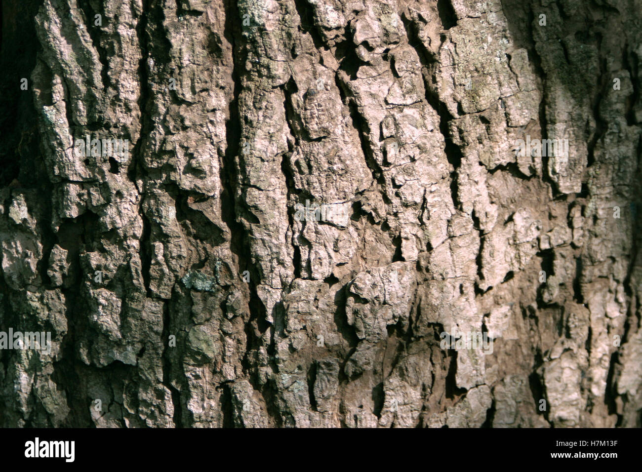 Bark of Mango tree. Magifera indica, Sinhagad Valley, Western Ghats