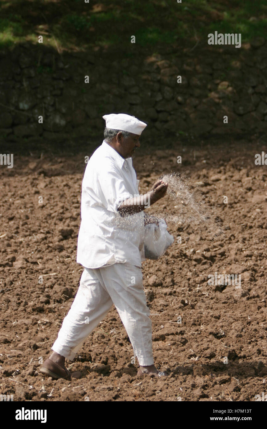 Farmer throwing Seeds Stock Photo Alamy