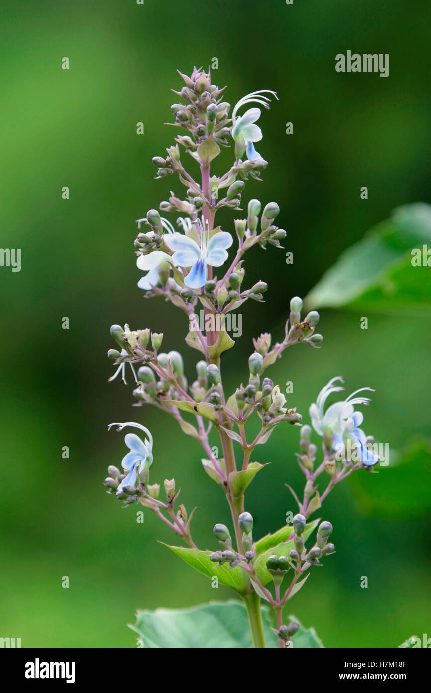 Clerodendrum serratum - Wild flowers found during monsoon in Western Ghats of India Stock Photo