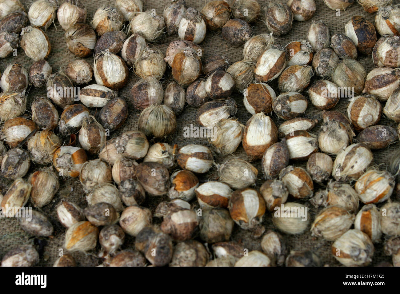 Dry Areca nuts Stock Photo