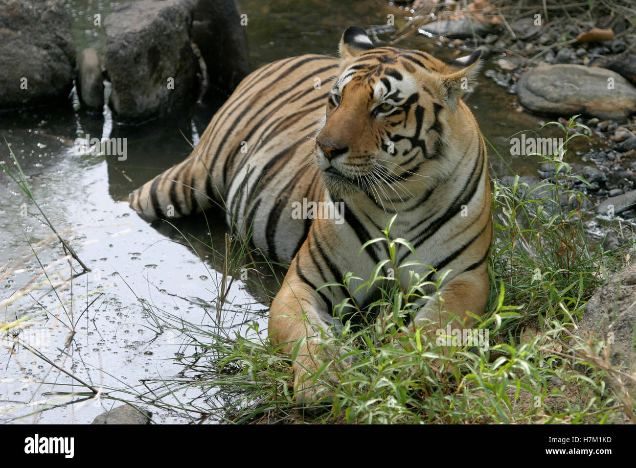 Male tiger, Panthera tigris, Kanha National Park, Madhya Pradesh, India Stock Photo