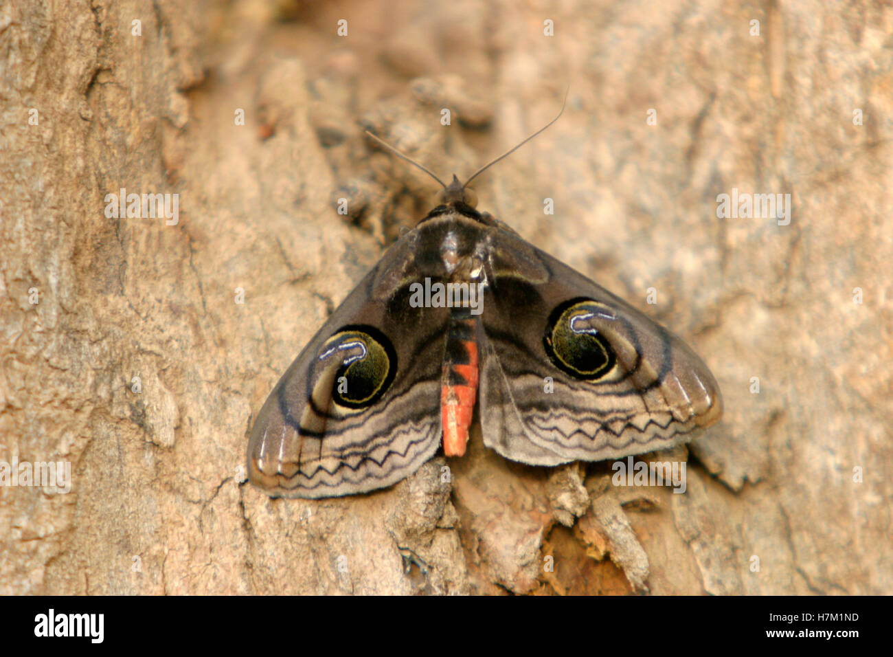 Owl moth, Brahmaea wallichii found in Madhya Pradesh, India Stock Photo