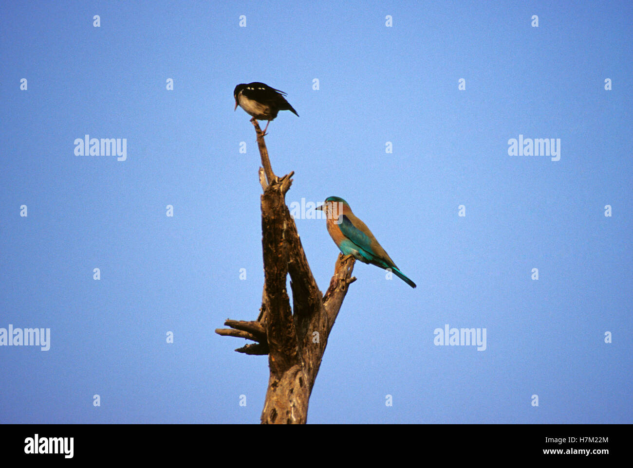 Asian Pied Staring, Sturnus Contra, Sitting at the upper branch and Indian Roller, Coracias benghalensis, at lower branch at Keo Stock Photo