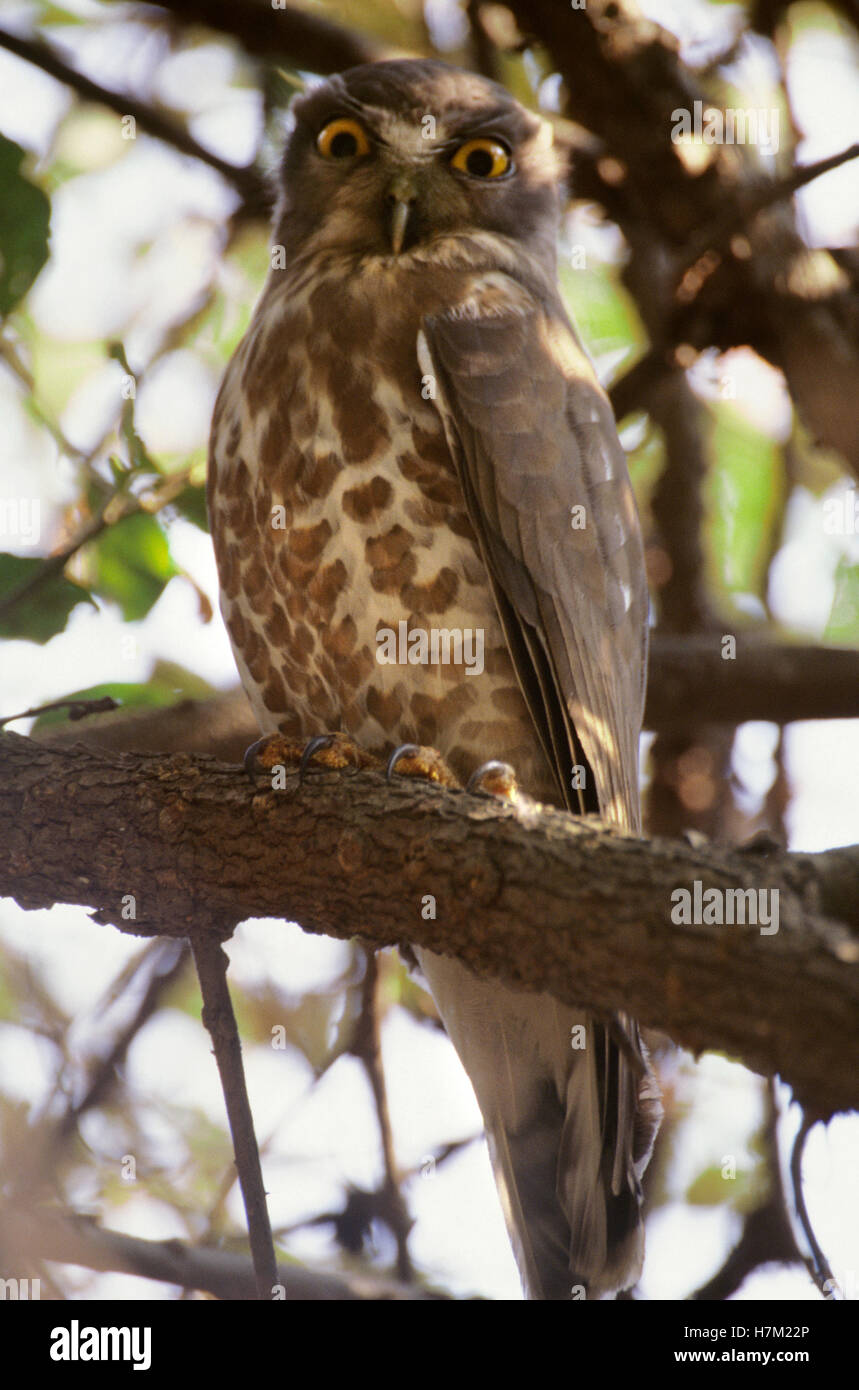 Brown Hawk Owl, Ninox scutulata, at Keoladev National Park, Bharatpur, Rajasthan, India. Stock Photo