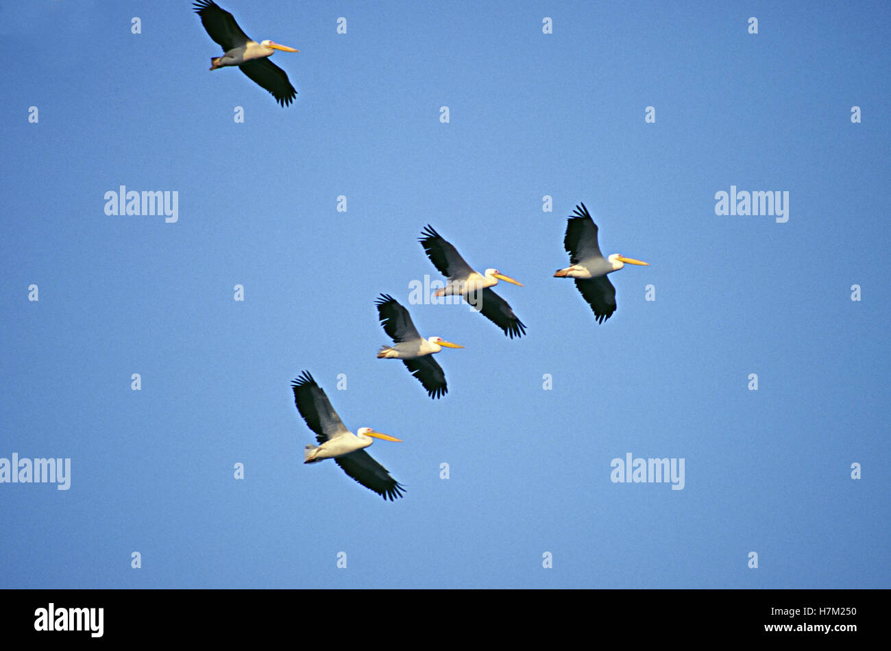 Great White Pelican, Pelecanus onocrotalus, at Keoladev National Park, Bharatpur, Rajasthan, India. Stock Photo