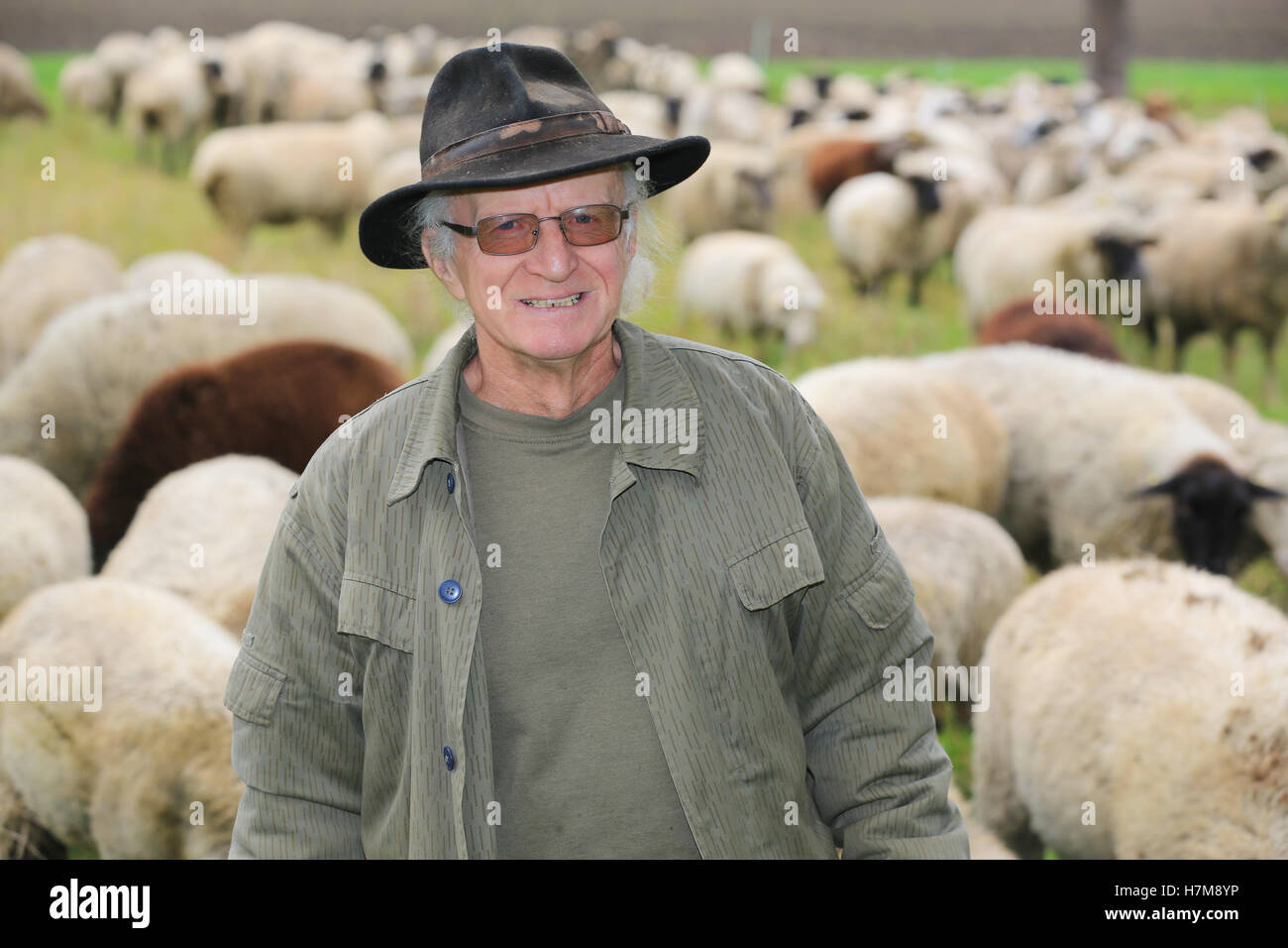 Shepherd Helmut Lenz stands on a windfall meadow with his flock, guarded by a livestock guardian dog, near Badeborn, Germany, 28 Ocotber 2016. The wolve has returned to Saxony-Anhalt and is also a threat to sheep. Special dogs can guard the flocks. Experts regret the absence of support from the state. PHOTO: PETER GERCKE/dpa Stock Photo