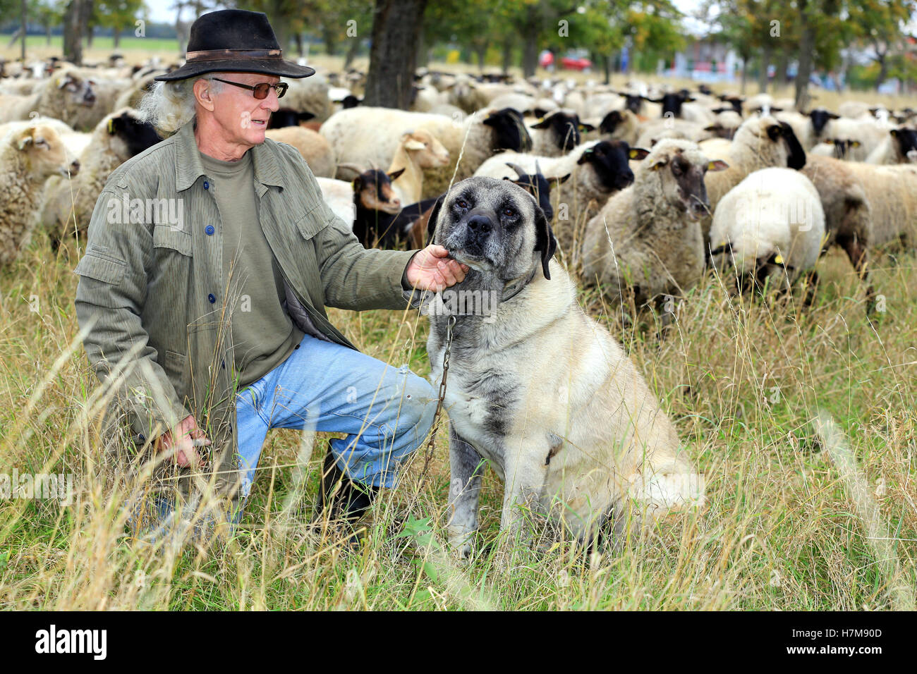 Shepherd Helmut Lenz stands on a windfall meadow with his flock and his livestock guardian dog 'Artos' near Badeborn, Germany, 28 Ocotber 2016. The wolve has returned to Saxony-Anhalt and is also a threat to sheep. Special dogs can guard the flocks. Experts regret the absence of support from the state. PHOTO: PETER GERCKE/dpa Stock Photo