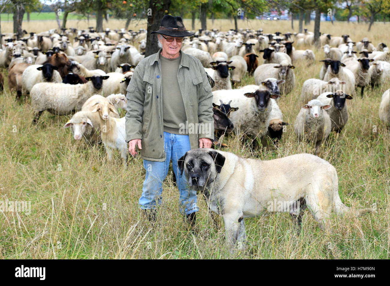 Shepherd Helmut Lenz stands on a windfall meadow with his flock and his livestock guardian dog 'Artos' near Badeborn, Germany, 28 Ocotber 2016. The wolve has returned to Saxony-Anhalt and is also a threat to sheep. Special dogs can guard the flocks. Experts regret the absence of support from the state. PHOTO: PETER GERCKE/dpa Stock Photo
