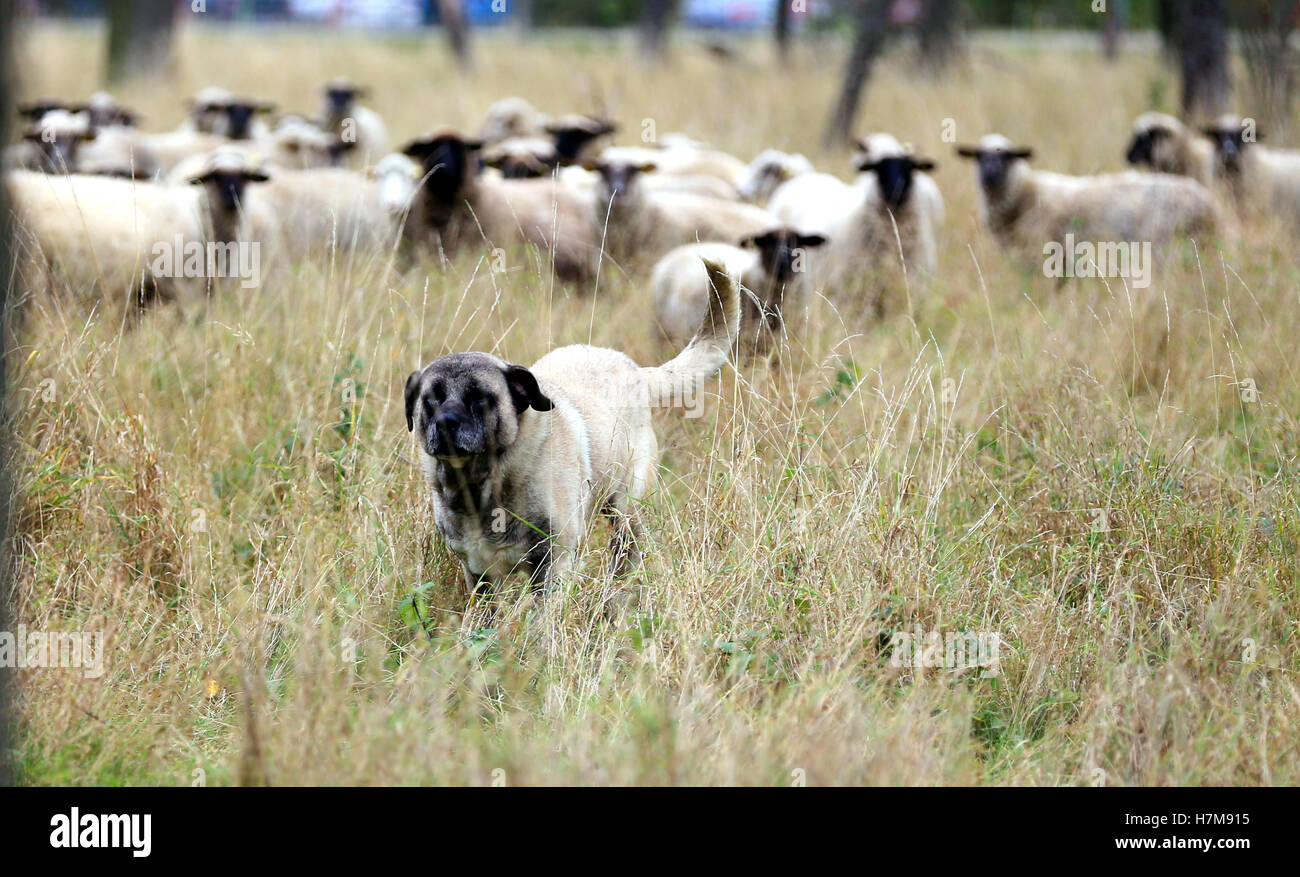 Livestock guardian dog 'Artos' runs across a meadow guarding a flock of sheep near Badeborn, Germany, 28 Ocotber 2016. The wolve has returned to Saxony-Anhalt and is also a threat to sheep. Special dogs can guard the flocks. Experts regret the absence of support from the state. PHOTO: PETER GERCKE/dpa Stock Photo