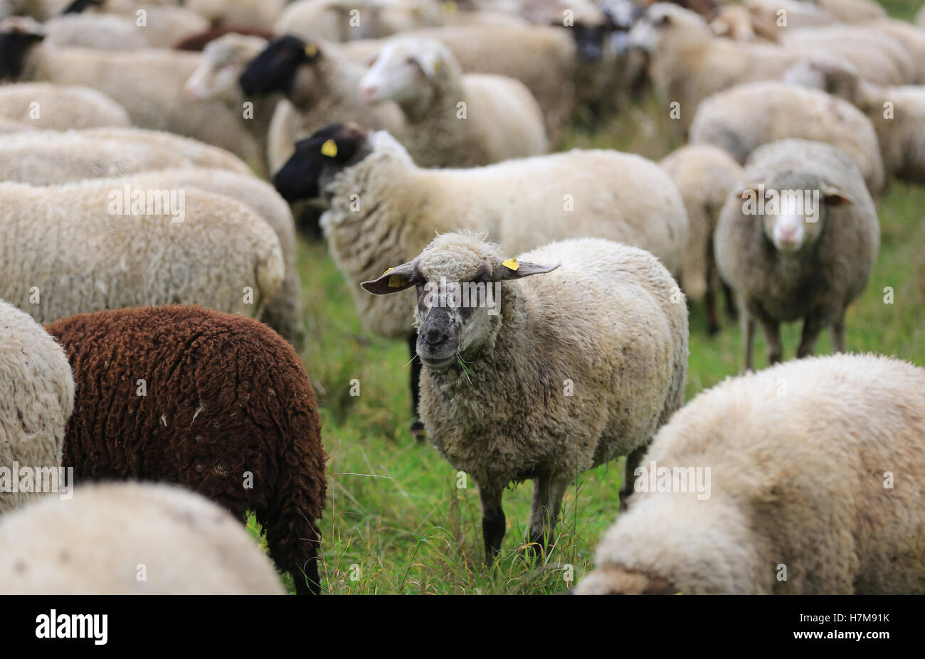A flock of sheep stands on a windfall meadow near Badeborn, Germany, 28 Ocotber 2016. The wolve has returned to Saxony-Anhalt and is also a threat to sheep. Special dogs can guard the flocks. Experts regret the absence of support from the state. PHOTO: PETER GERCKE/dpa Stock Photo
