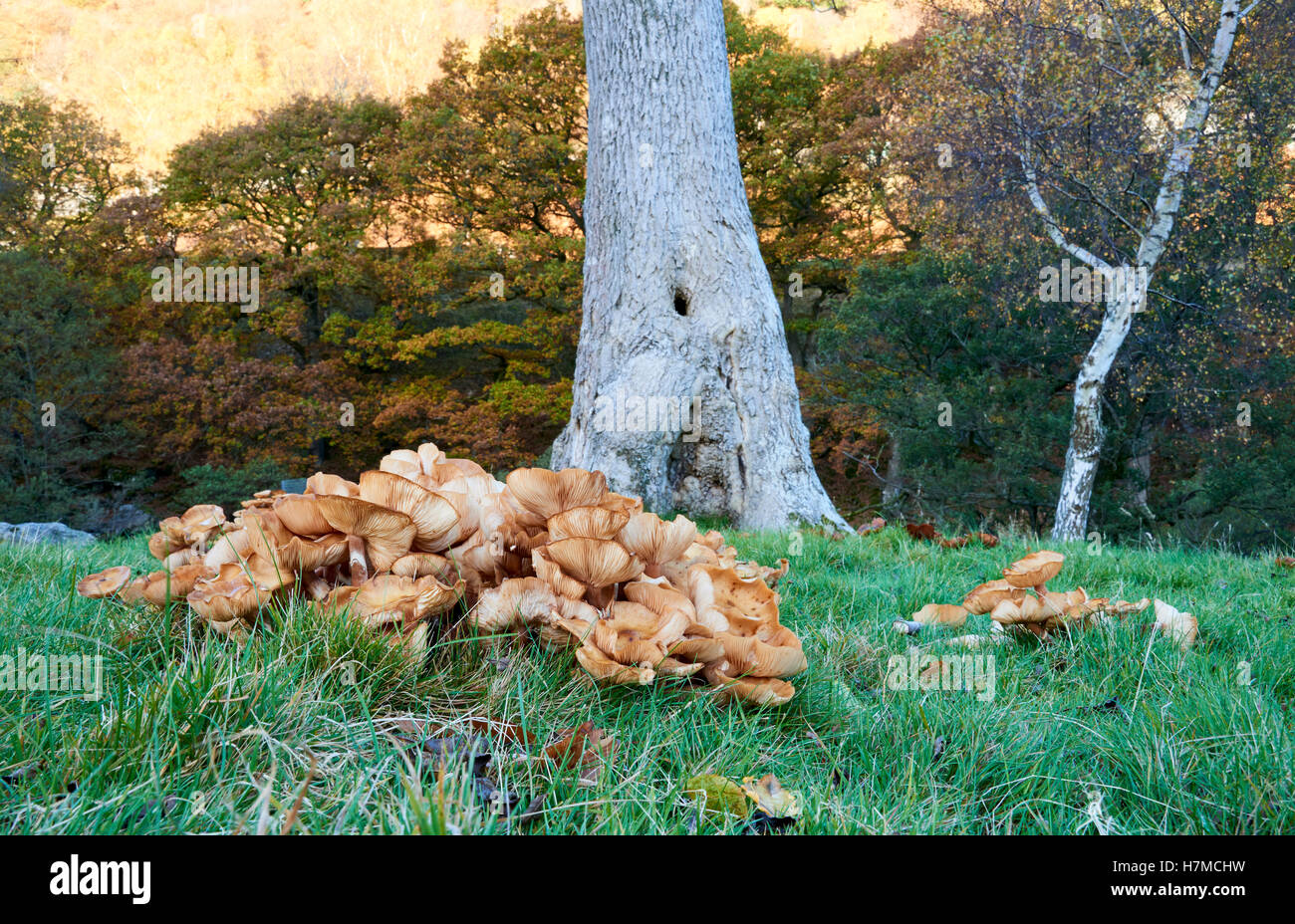 Elan Valley, Powys, Wales. 6th November 2016. Large eruption of Honey Fungus Armillaria sp. on stumps of Horse Chestnuts that were cut down a few years earlier. Phill Thomas/Alamy Live News Stock Photo