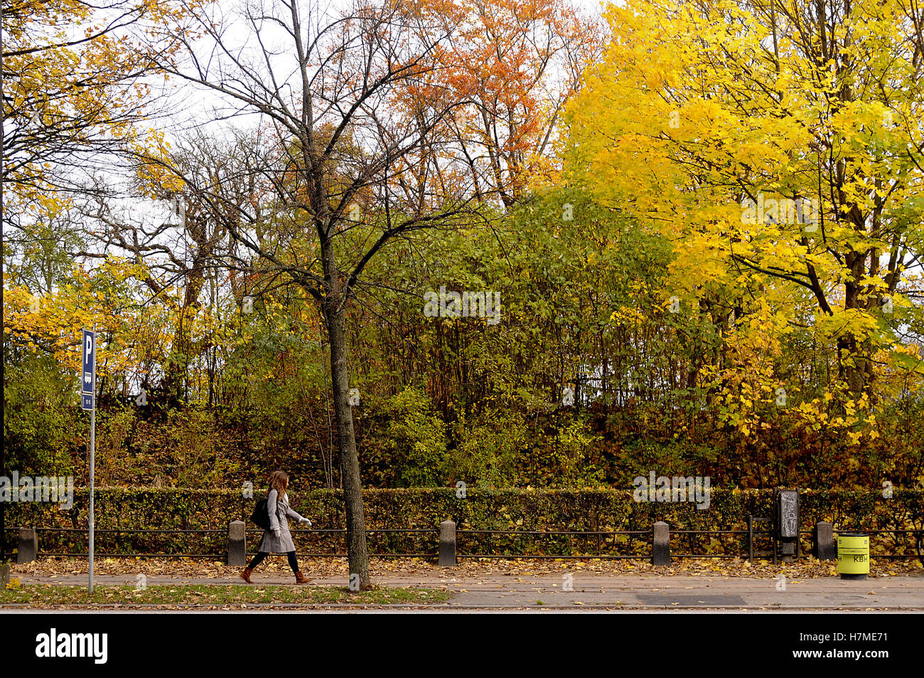 Copenhagen, Denmark. 07th Nov, 2016. Trees and leaves with autumn and