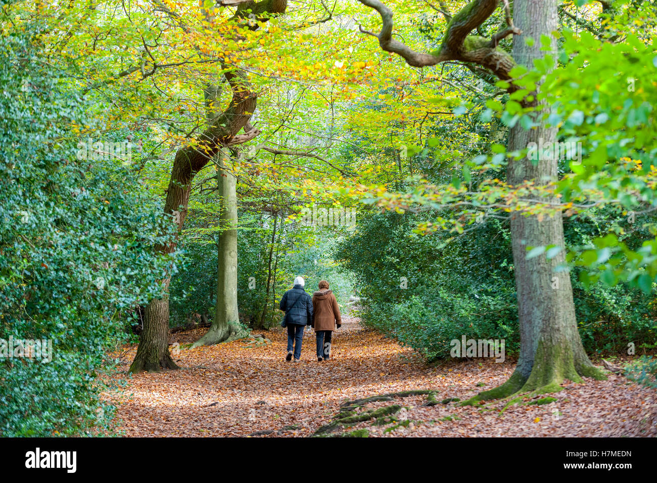 Burnham Beeches, UK.  7 November 2016.   Autumn comes to Burnham Beeches in Buckinghamshire.  The 220 hectare historic woodland is a National Nature Reserve and European Special Area of Conservation, famous for its ancient pollards, many of which are several hundred years old.  Now owned by the City of London, it has been preserved as a public open space popular with nature lovers and dog-walkers alike.  Credit:  Stephen Chung / Alamy Live News Stock Photo