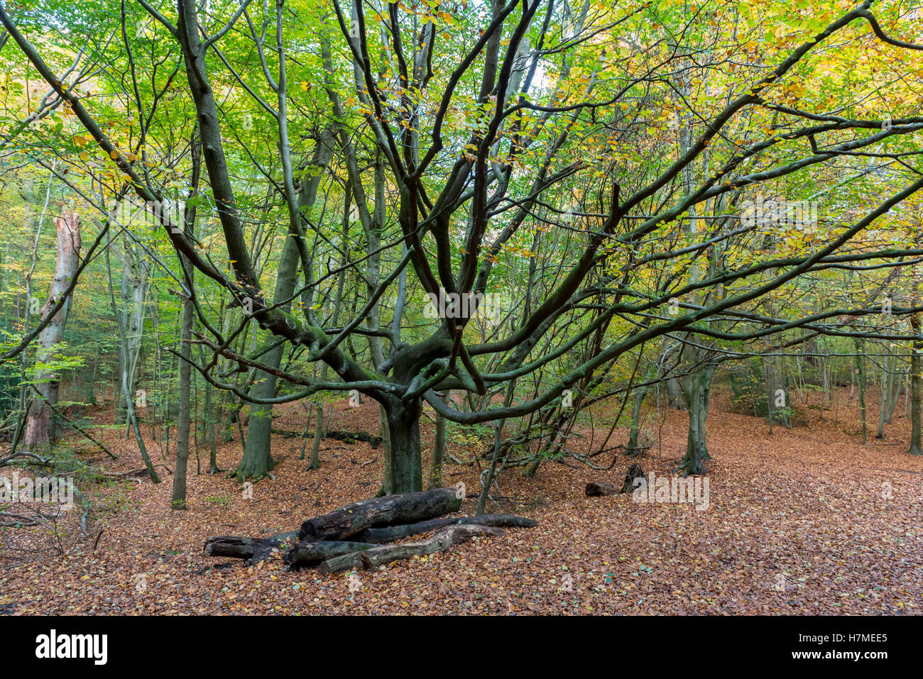 Burnham Beeches, UK. 7 November 2016. Autumn comes to Burnham Beeches