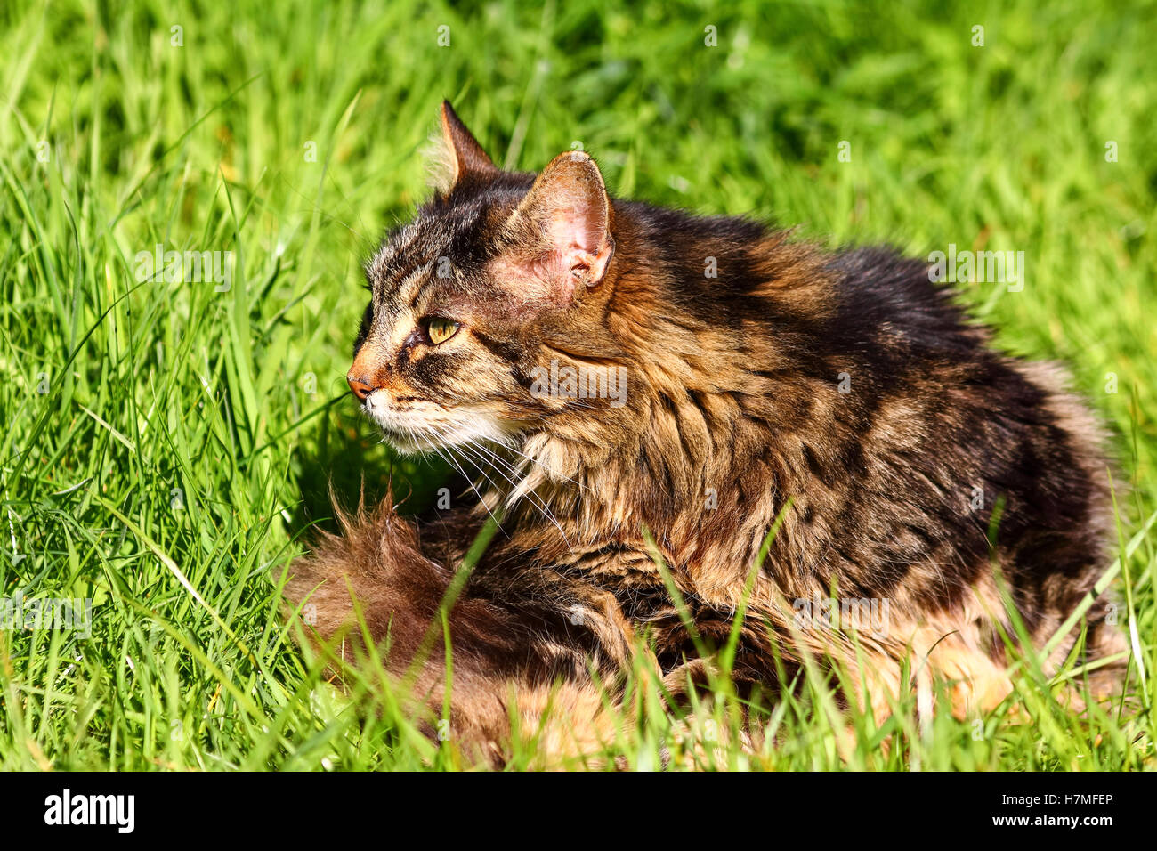 Domestic tabby pet cat (feline) looking at wildlife on a lawn (grass