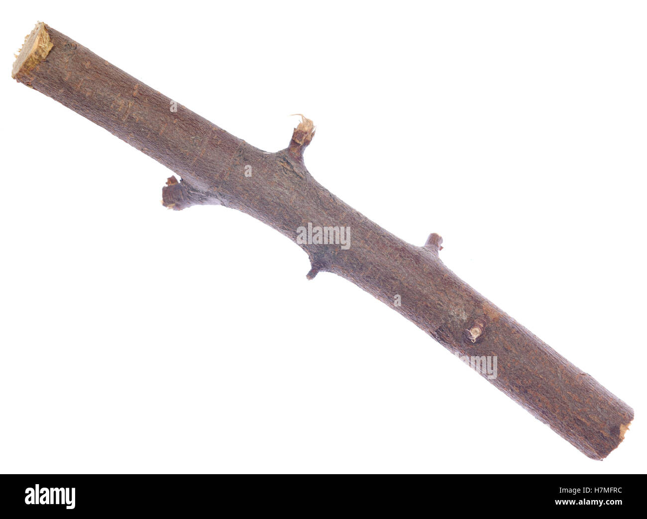 twig isolated on white background Stock Photo - Alamy
