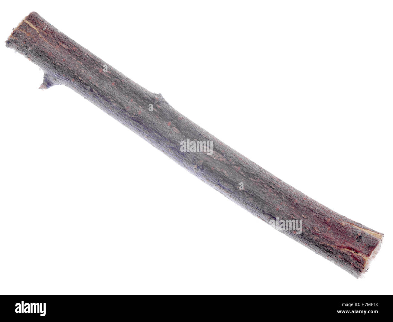 twig isolated on white background Stock Photo - Alamy