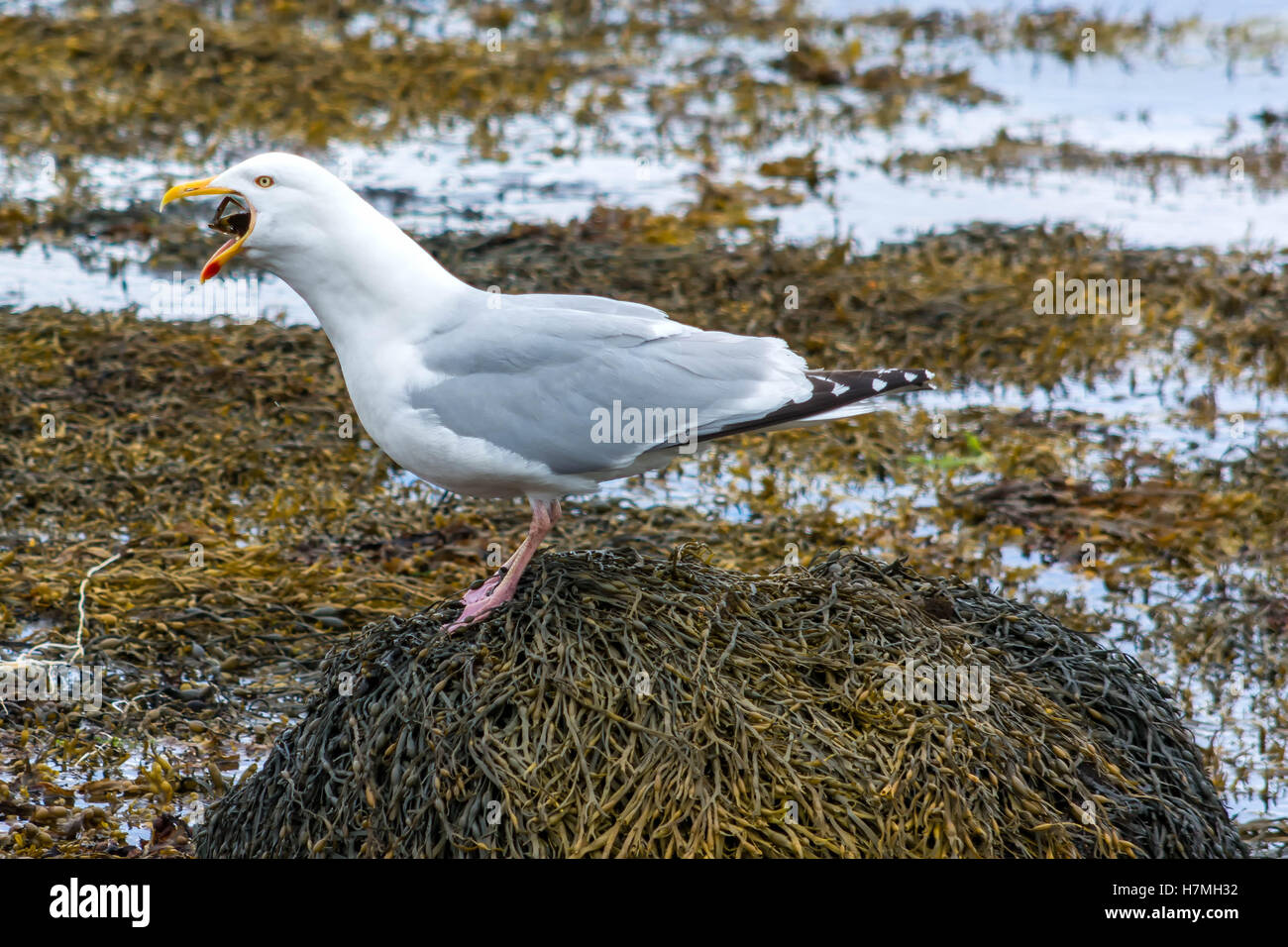 Herring Gull eating a crab Stock Photo Alamy