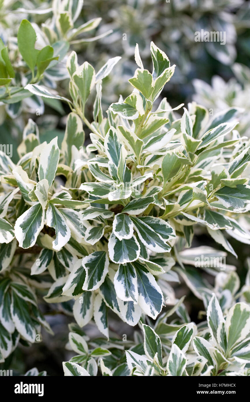 Euonymus fortunei 'Silver Queen'. Evergreen shrub. Stock Photo