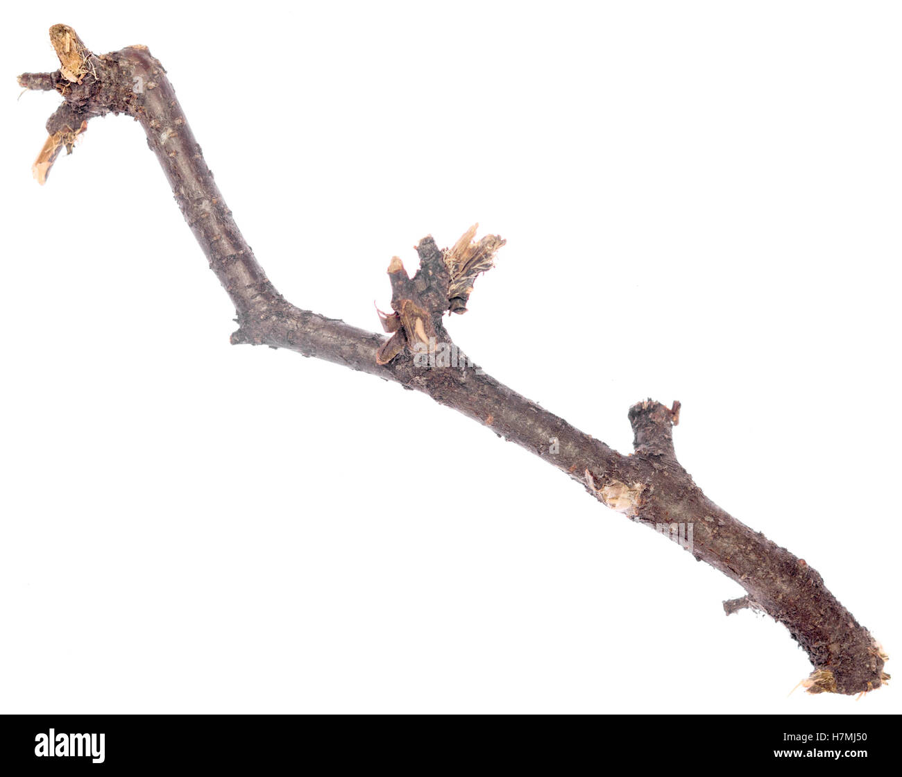 twig isolated on white background Stock Photo - Alamy