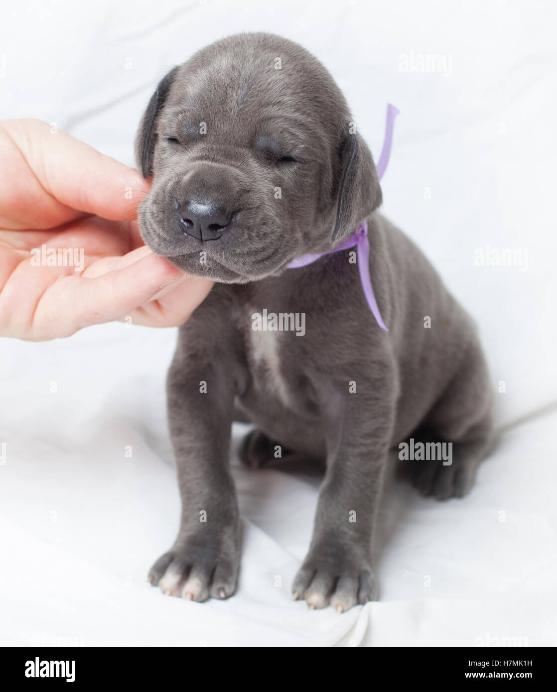 3 week old great dane