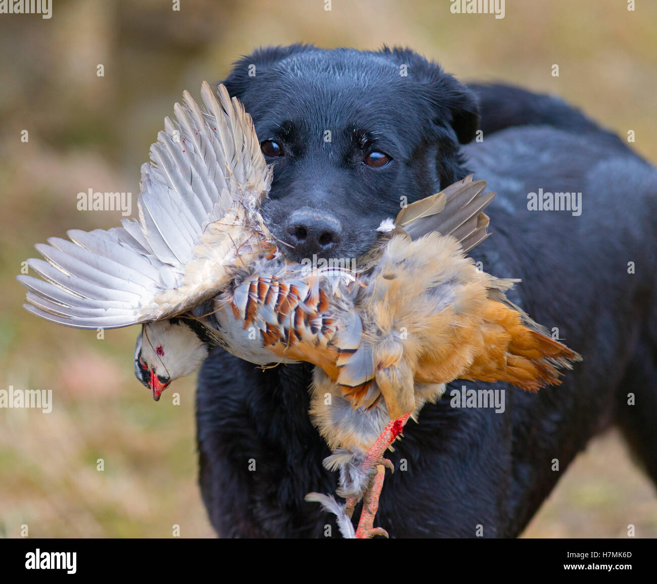 Black Labrador retrieving partridge on game shoot in Norfolk mid ...