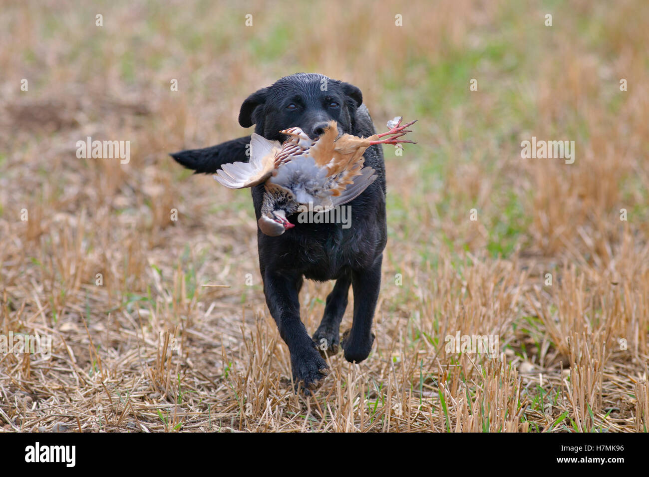 Black Labrador retrieving partridge on game shoot in Norfolk mid ...