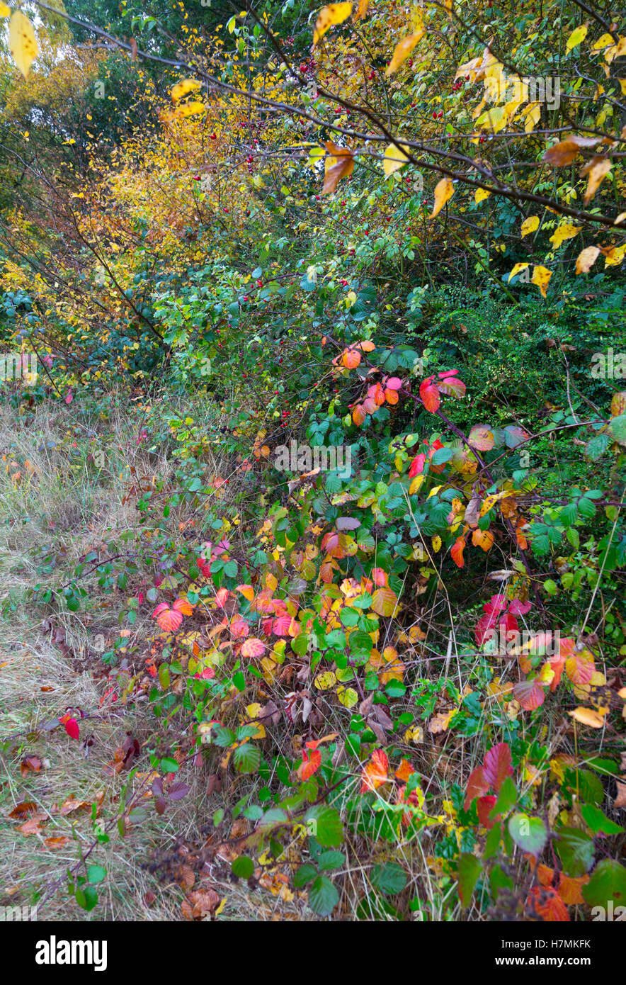 Bramble leaves in autumn with rose hips in tangled hedgerow Stock Photo