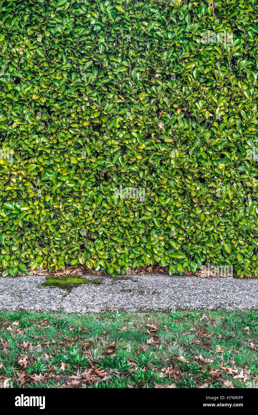 Green hedge with a grey sidewalk and a lawn with fallen brown leaves in it. Stock Photo