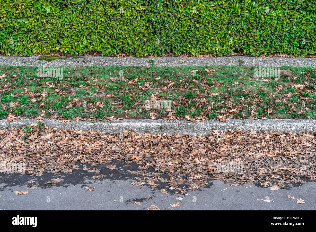 Decomposing, wet oak leaves in the gutter in front of a green hedge and sidewalk in Seattle Stock Photo