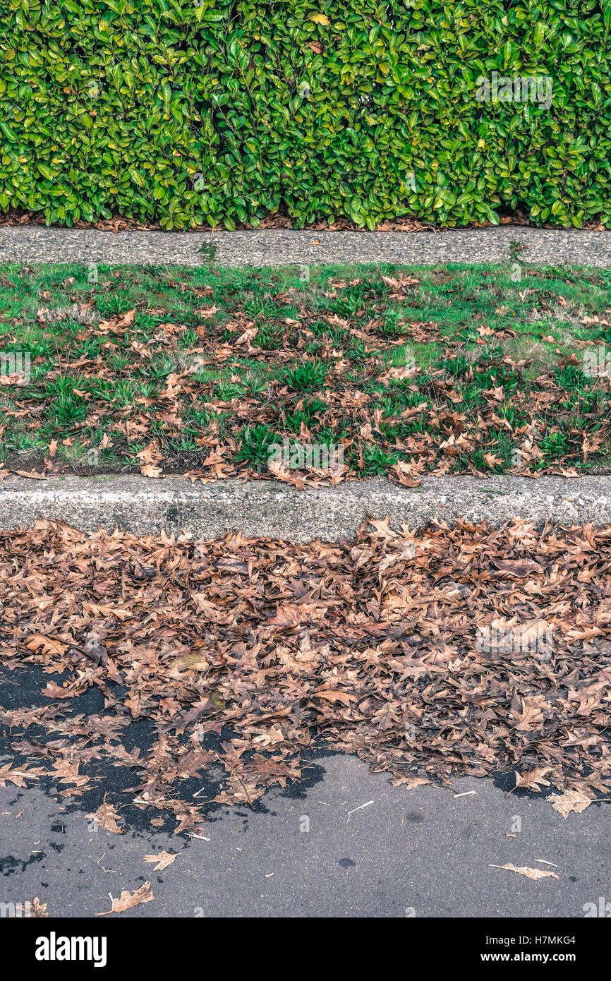 Decomposing, wet oak leaves in the gutter in front of a green hedge and sidewalk in Seattle Stock Photo