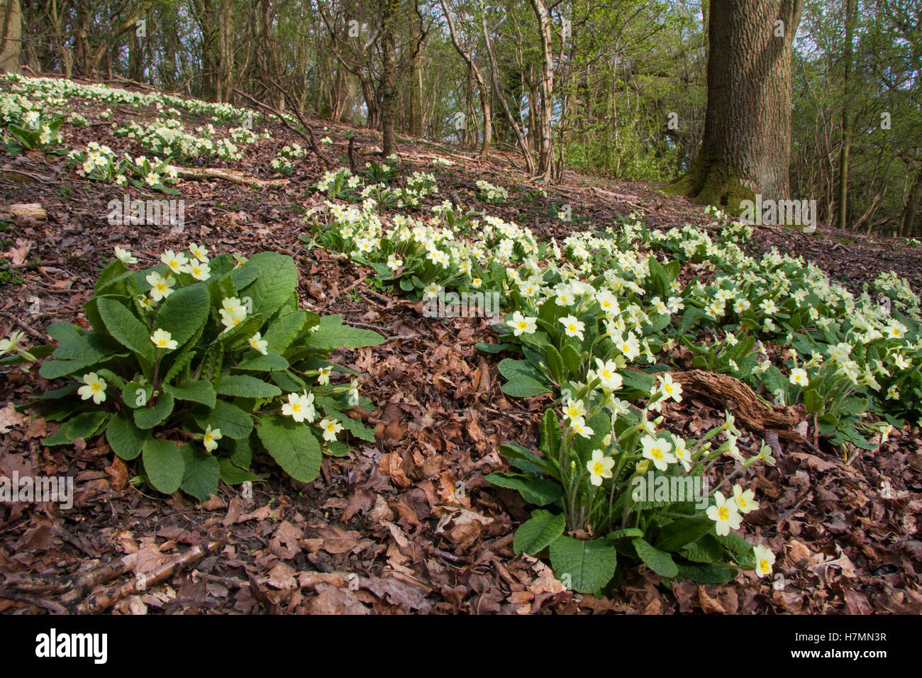 Wild primroses in woodland in spring Variety primula vulgaris Stock Photo