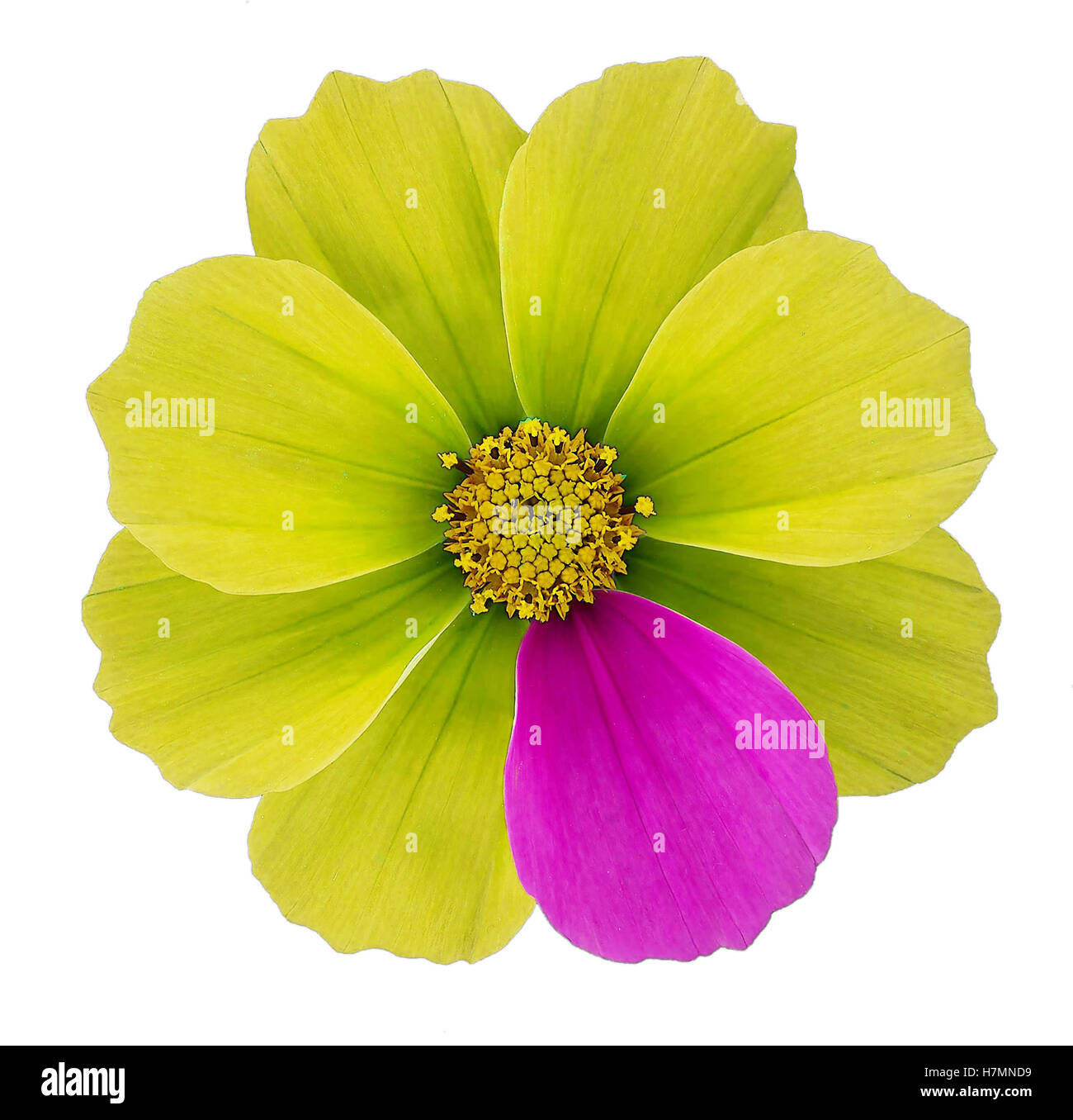 Flower, petals and concept of difference Stock Photo Alamy