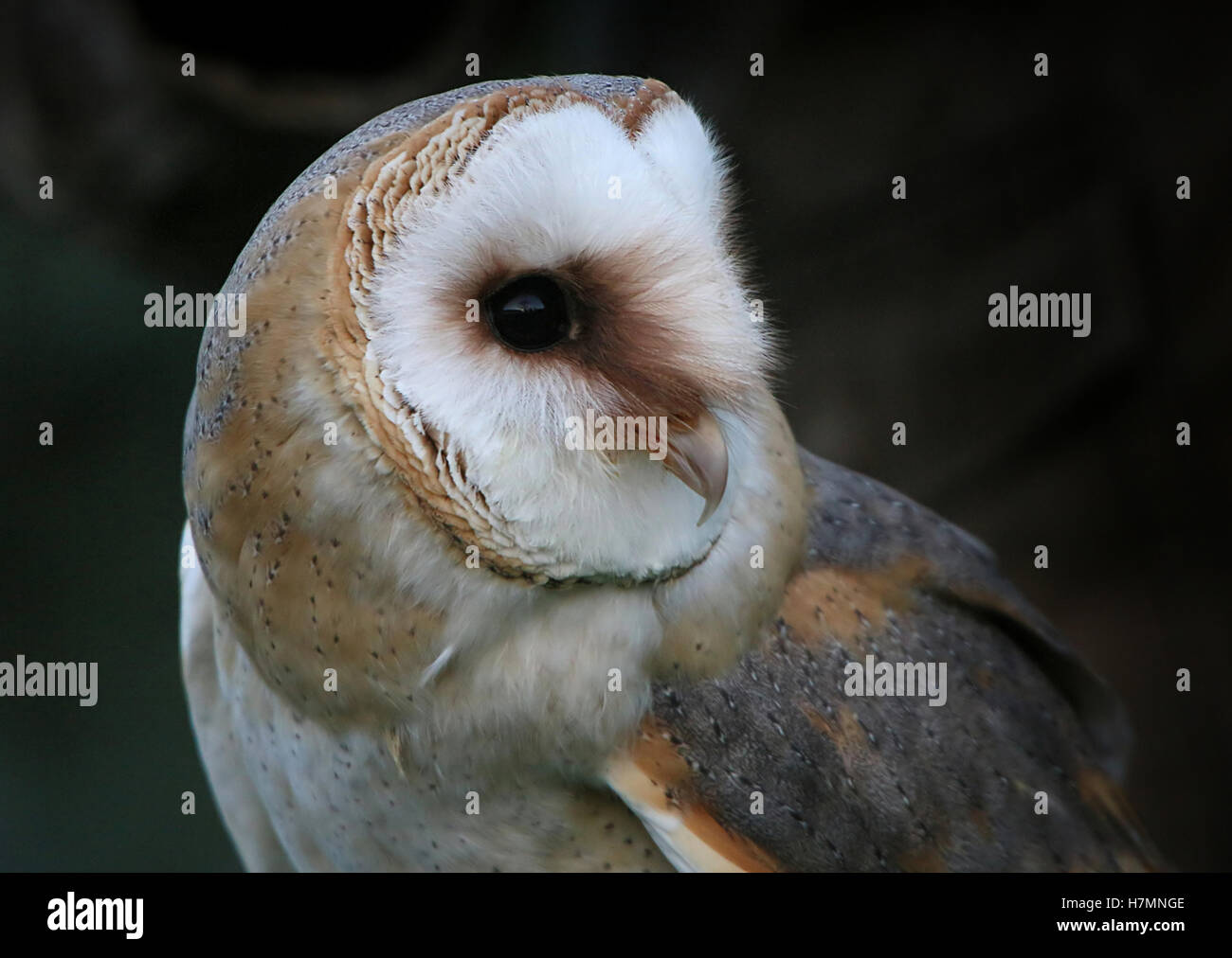 European Barn owl (Tyto alba) in close-up, seen in profile Stock Photo