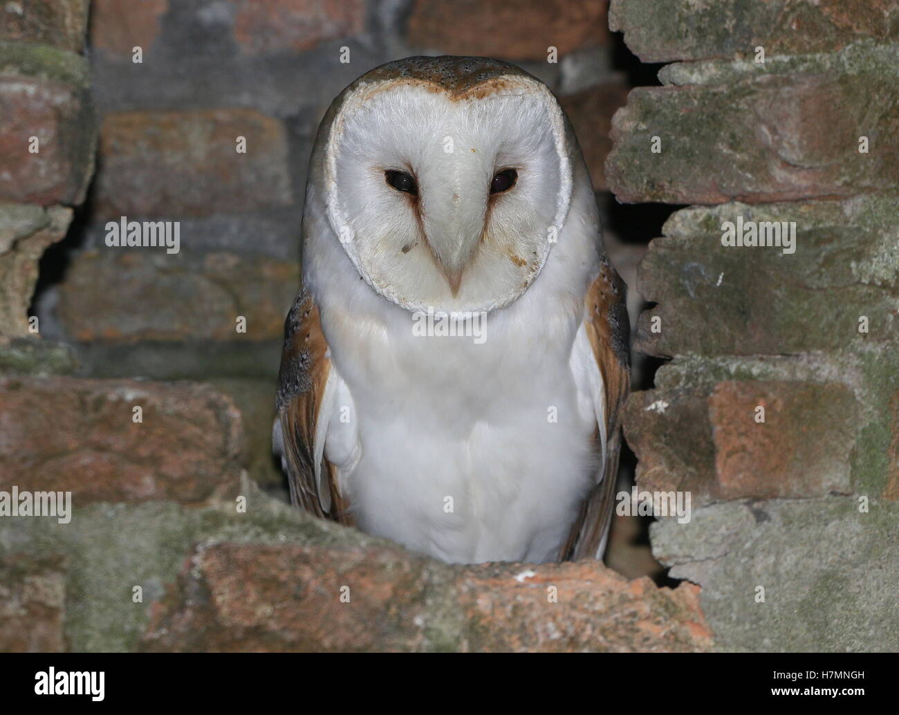 European Barn owl (Tyto alba)  in an old stone tower Stock Photo