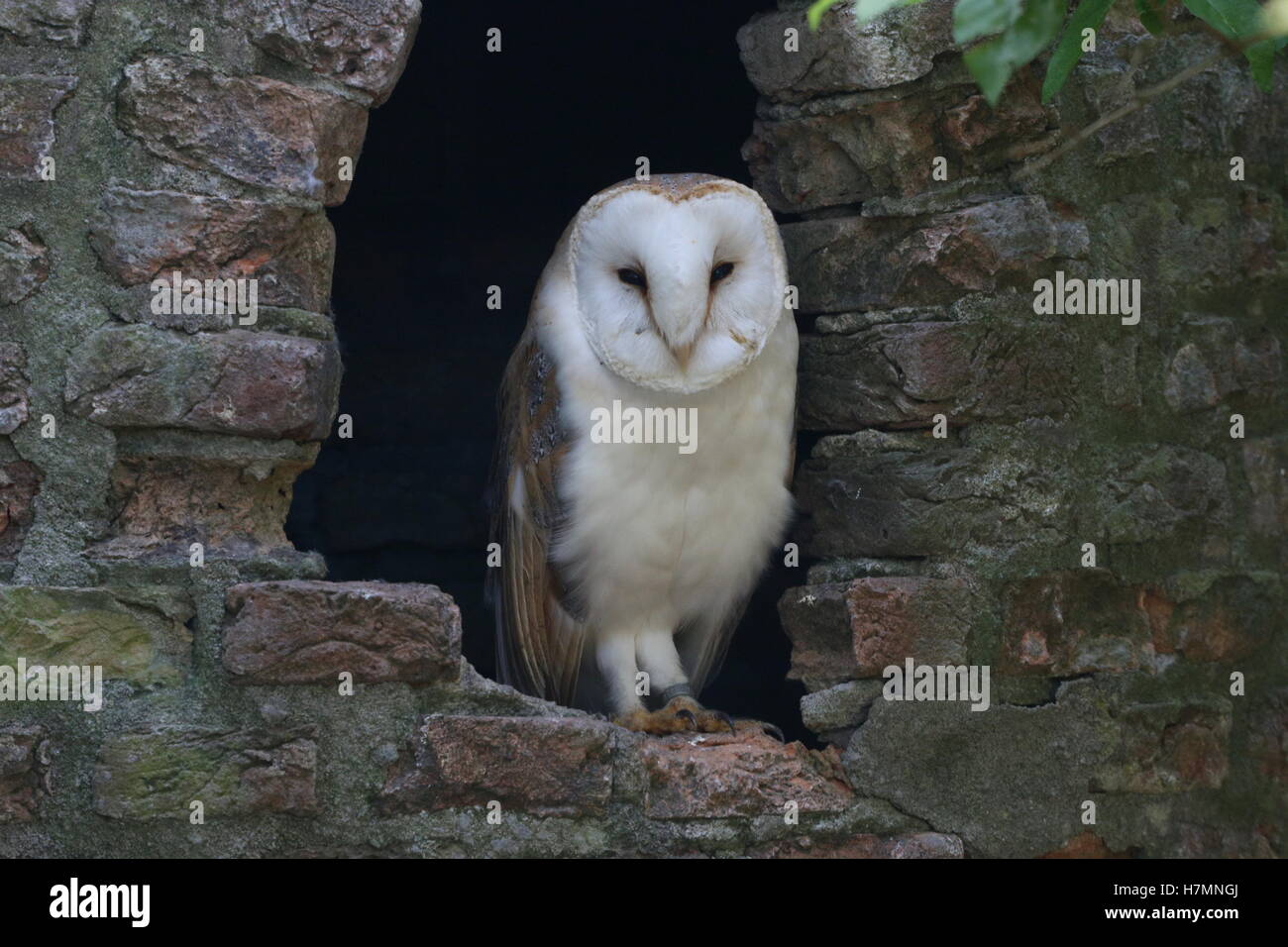 European Barn owl (Tyto alba) living in an abandoned castle ruin Stock Photo