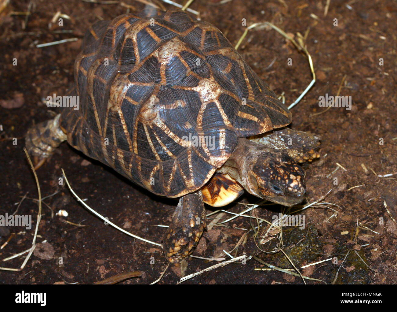 Indian star tortoise (Geochelone Elegans) Stock Photo