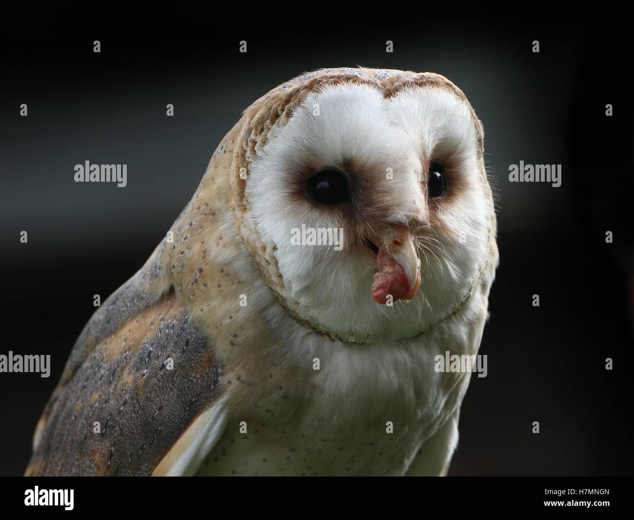 European Barn owl (Tyto alba) in close-up Stock Photo