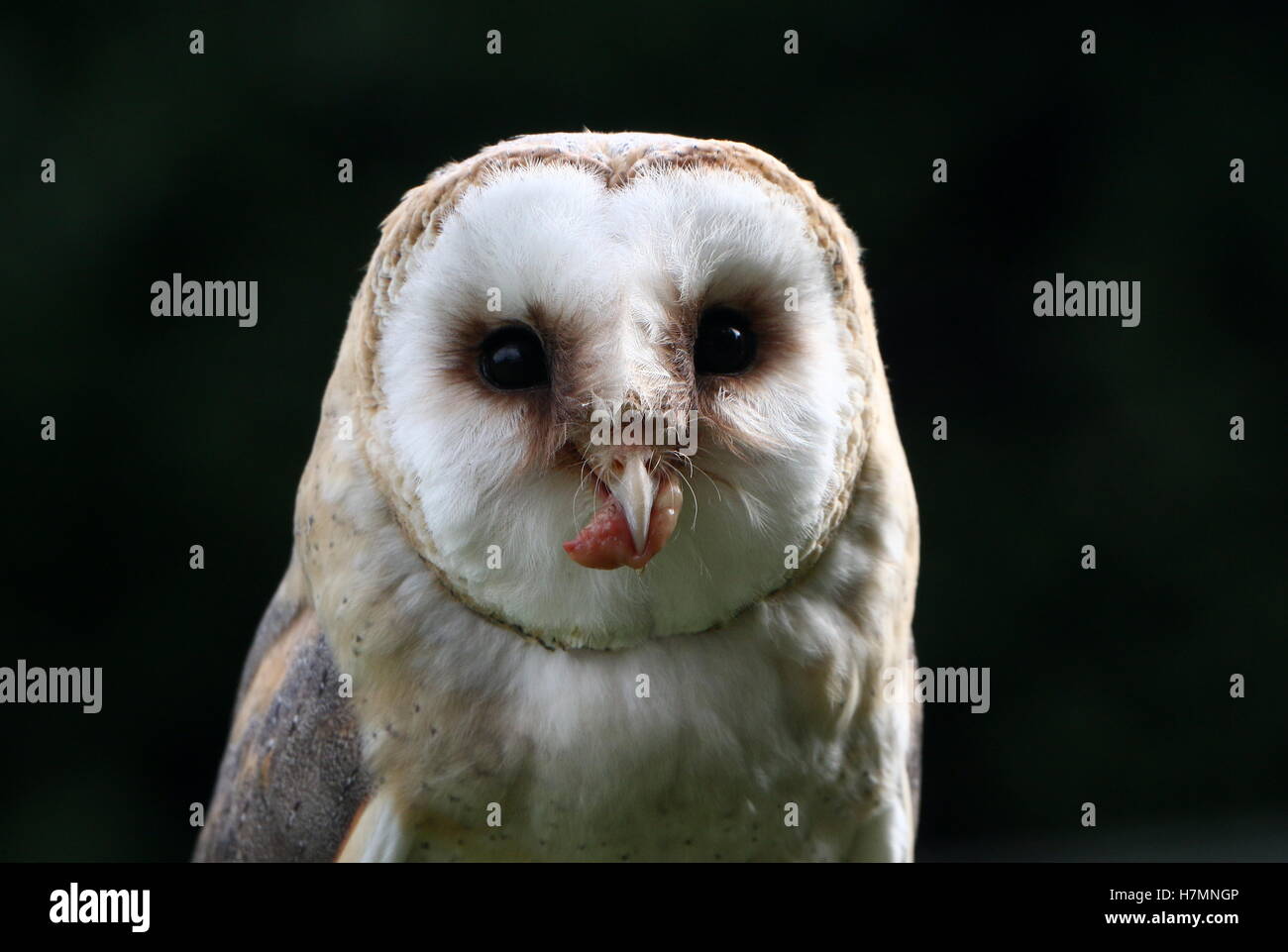 European Barn owl (Tyto alba) in close-up while swallowing a piece of meat Stock Photo