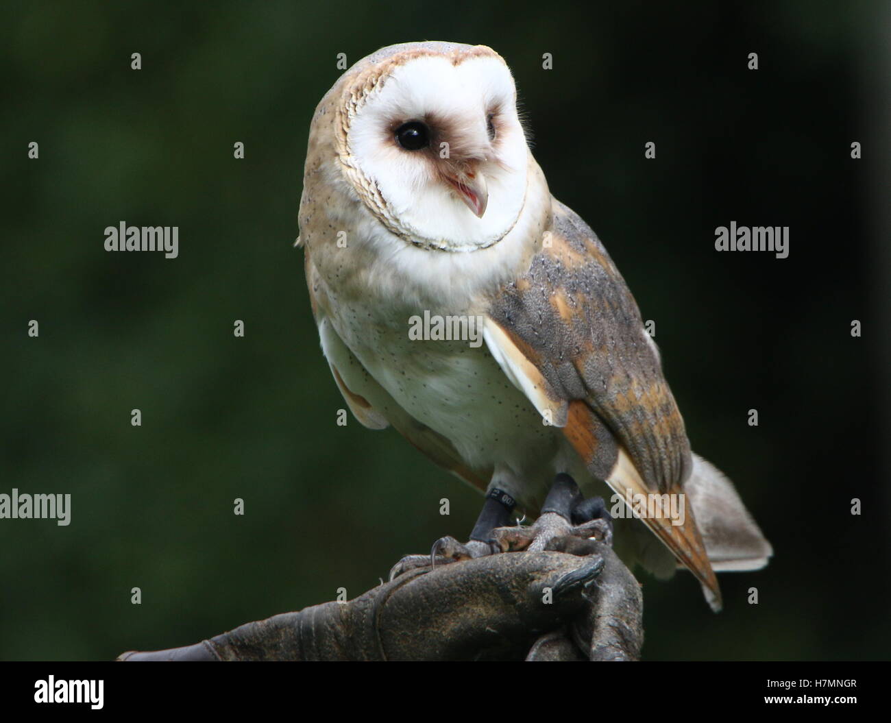 European Barn owl (Tyto alba) in close-up, held by a falconer (glove) Stock Photo