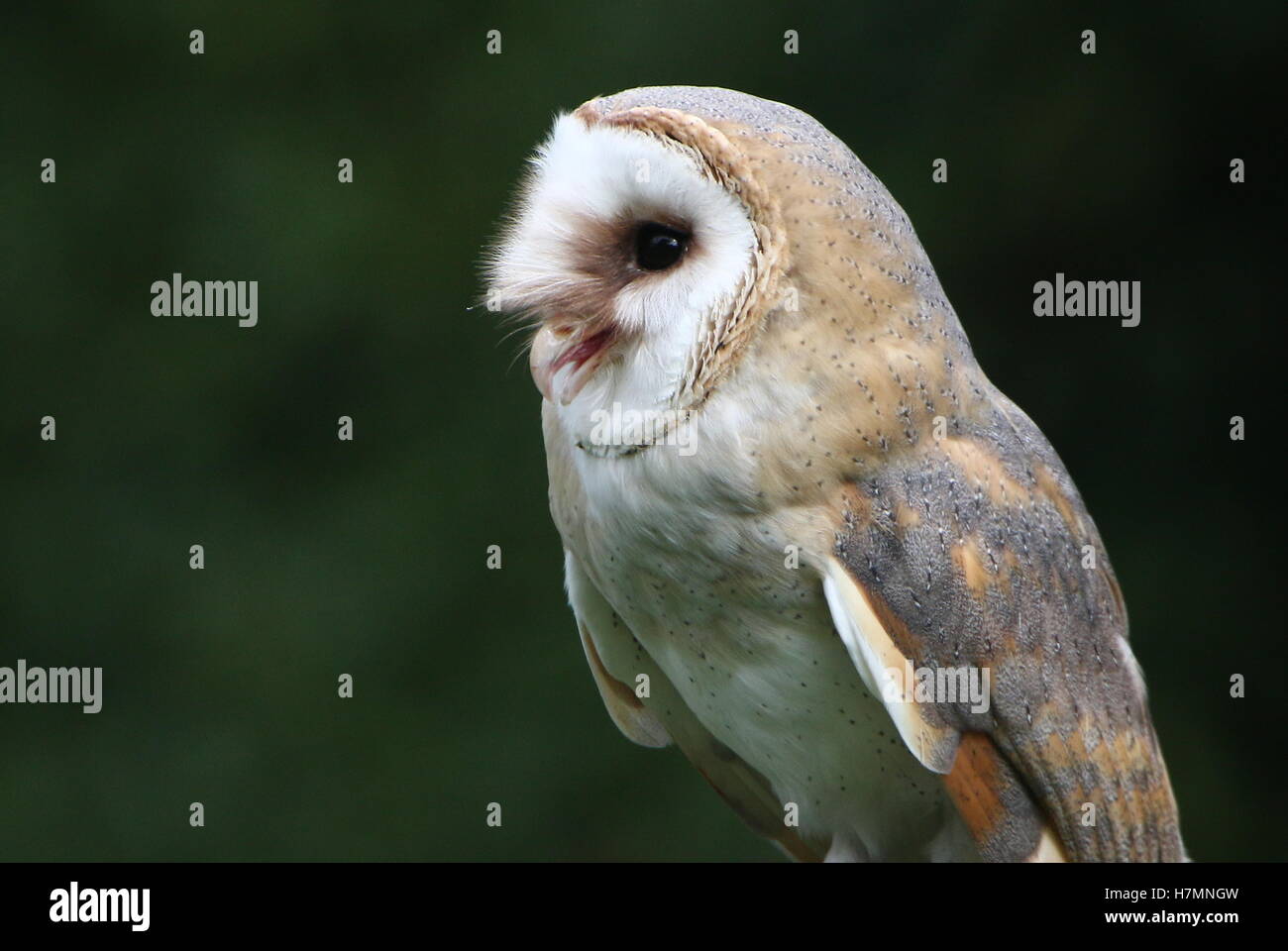 European Barn owl (Tyto alba) in close-up while feeding Stock Photo